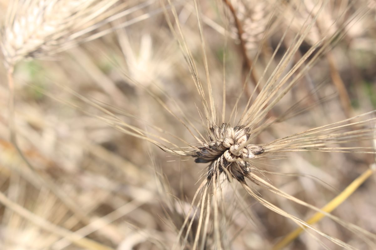 つきむぎ パンジー(PS1395) レディース｜パンジーストア 履きよいシューズ