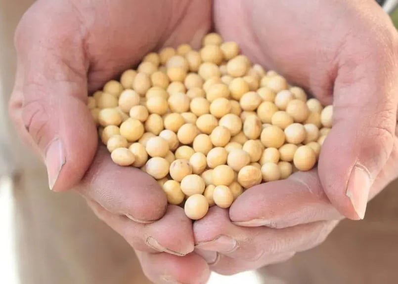 きなこはちわわ つちのわのきな粉100g ※1~4個まで。 | つちのわ