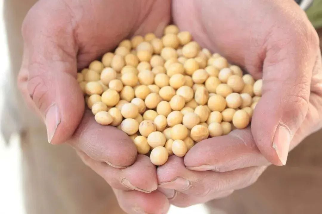 つちのわのきな粉100g ※1~4個まで。 | つちのわ