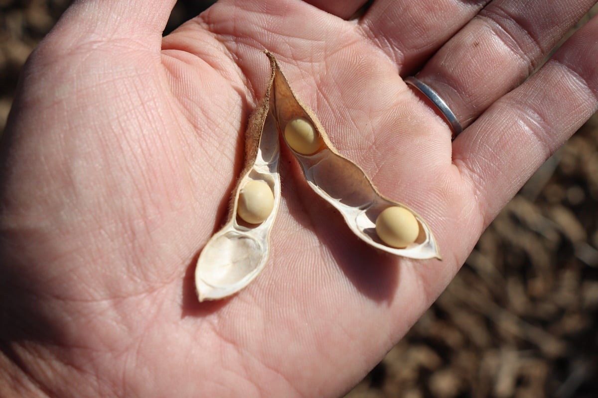 大豆の水煮 180g ※1~8個まで。 | つちのわ