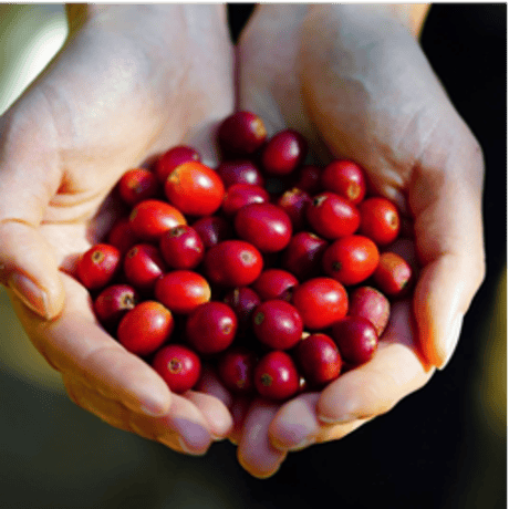 ※単月購入用【月の25日発送】KAKEHASHI COFFEE（コーヒーバッグ30個）