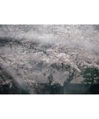 白色の境界 桜