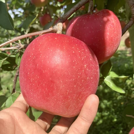 【2023年　ご予約受付中！】　りんご　涼香の季節(りょうかのきせつ)  3kg