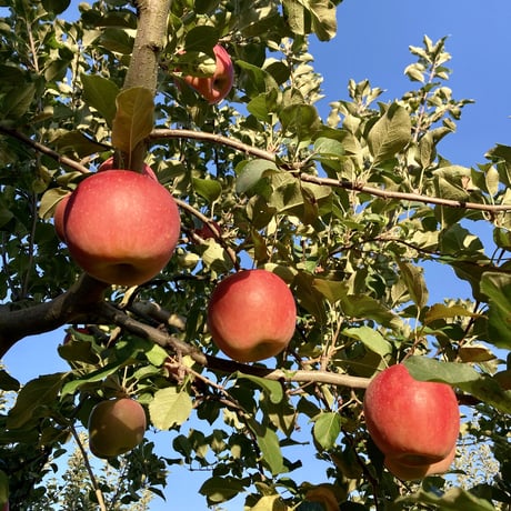 【2023年　ご予約受付中！】　りんご　涼香の季節(りょうかのきせつ)  3kg