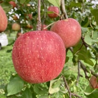 【2025年　ご予約受付中！】　りんご　ふじ　3kg