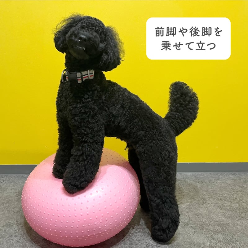 DINGO バランスディスク ドーナツ | EPIC-WAN