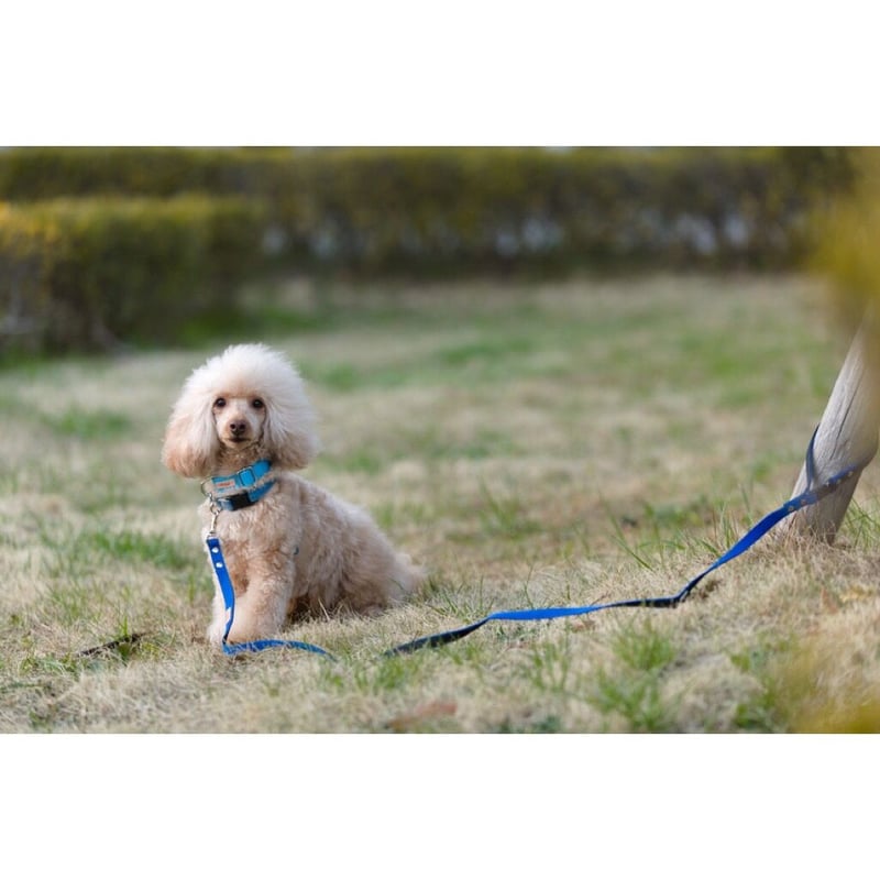 フォーペッツオンリーFor Pets Only 首輪 (サイズ25) おまとめ For Pets Only フォーペッツオンリー | 犬の生活オンライン