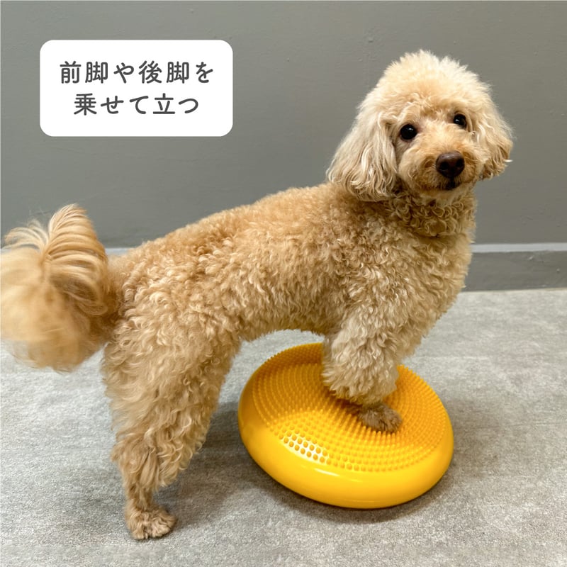 犬用　バランスディスク 大 Amazon | JON TORUDO 犬用 バランスディスク バランスボード