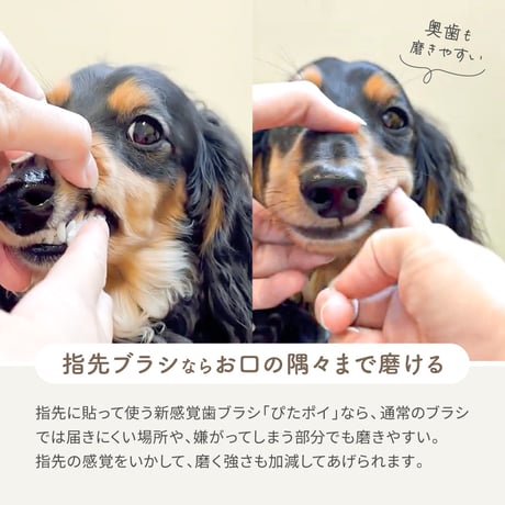 ぴたポイ