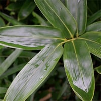 『熊笹茶（15g入）』抜群の血液浄化作用で様々な病気予防に効果