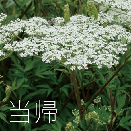 『当帰芍薬酵素ゼリー』誰もが知っている酵素のパワーを取りやすく！酵素が苦手な人でも美味しいと評判です