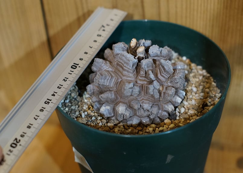 アフリカ亀甲竜 直径約9センチ 哀しい 