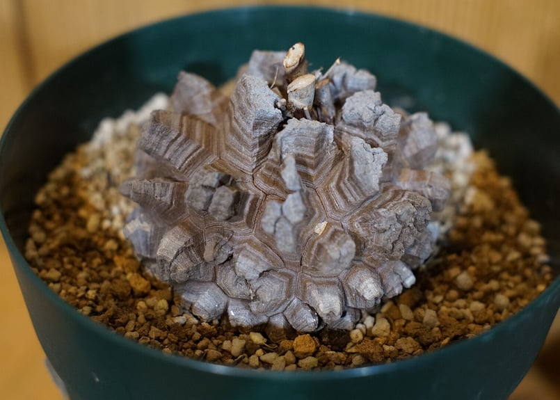 アフリカ亀甲竜 国内実生 4号サイズ⑭ | 如雨露 [JORRO] 