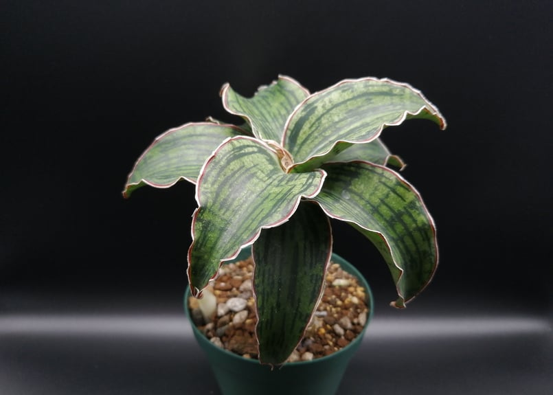 サンスベリア クレオパトラ 斑入り （サンスベリア図鑑 ・クレオパトラ  