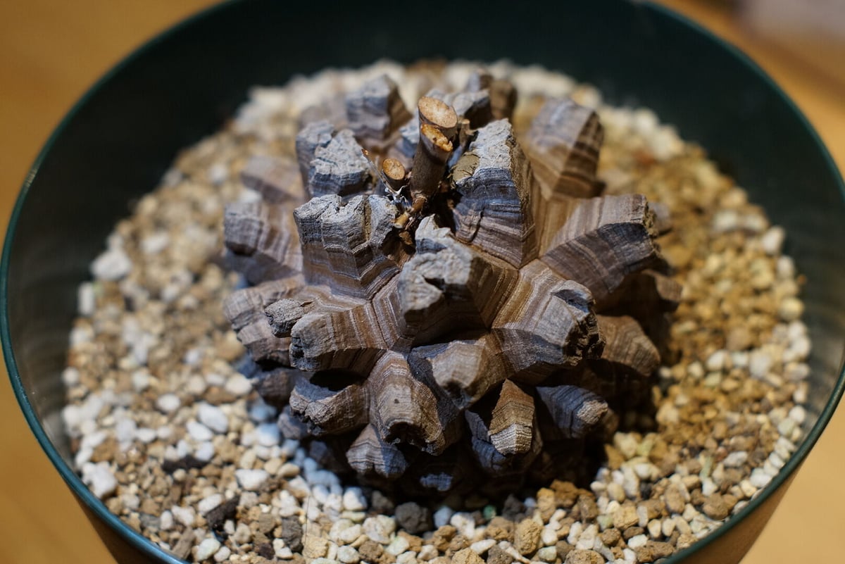 アフリカ亀甲竜 国内実生 極上株(A) | 如雨露 [JORRO] 