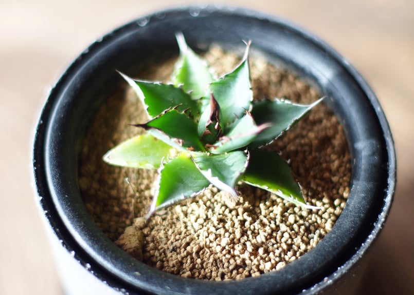 アガベ ホリダ 3号サイズ | 如雨露 [JORRO] 