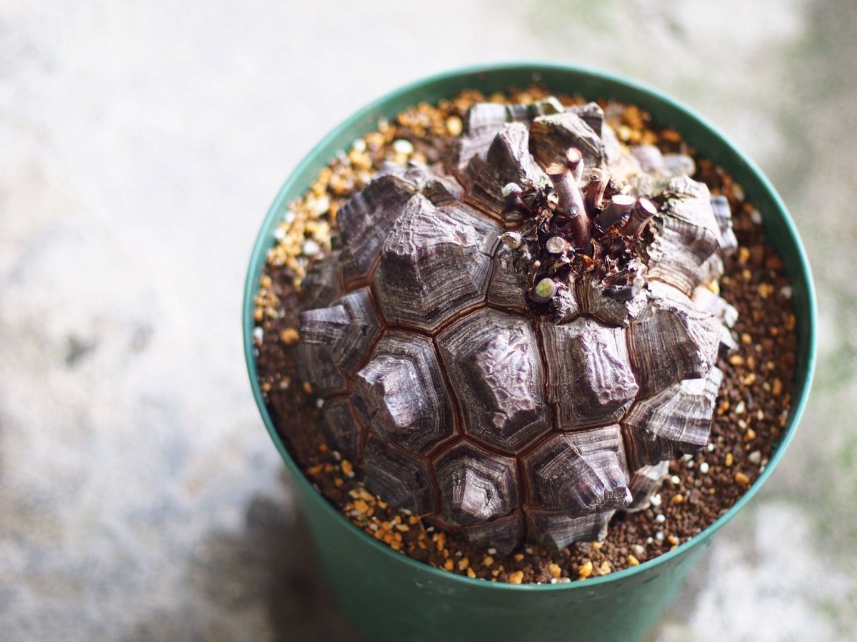 アフリカ亀甲竜約15cm鉢 塊根植物 観葉植物