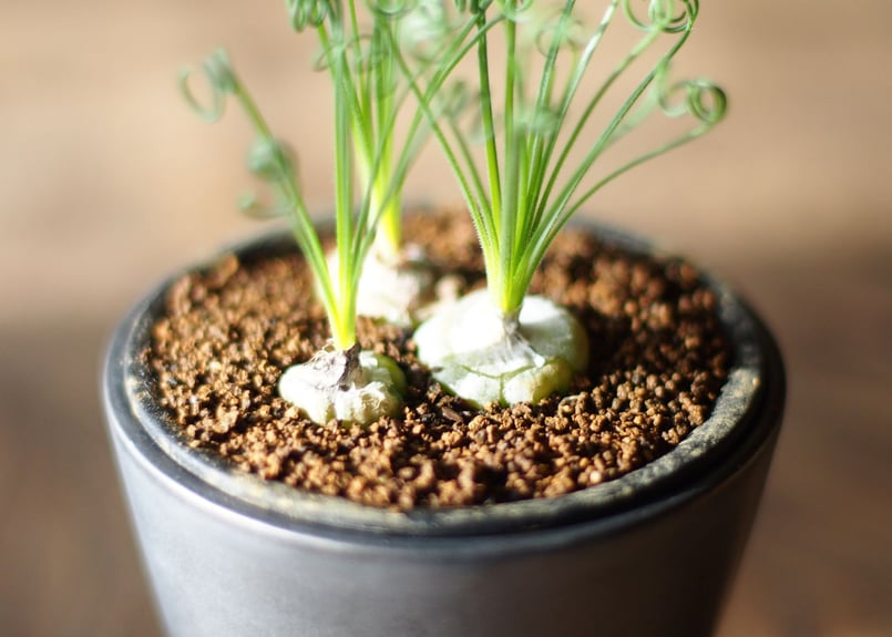 アルブカ スピラリス フリズルシズル 3号サイズ No.2 | 如雨露 [JORRO] 