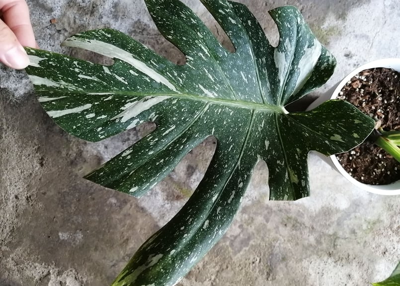 モンステラ58 斑入 クリームブリュレ デリシオーサ 葉付き発根済み 24