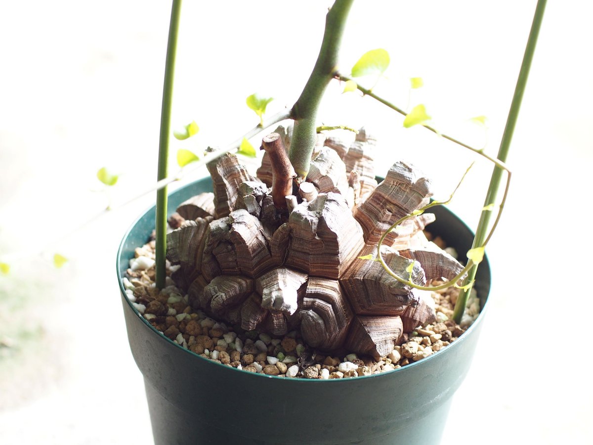 亀甲竜 国内実生 (極上株) 5号サイズ No.2 | 如雨露 [JORRO] 