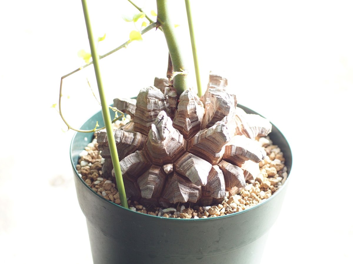 亀甲竜 国内実生 (極上株) 5号サイズ No.2 | 如雨露 [JORRO] 