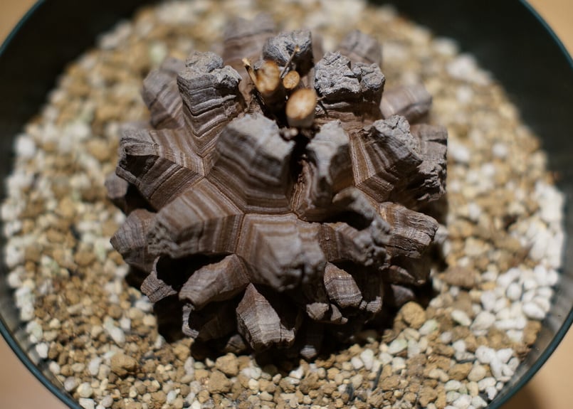 アフリカ亀甲竜 国内実生 極上株(A) | 如雨露 [JORRO] 