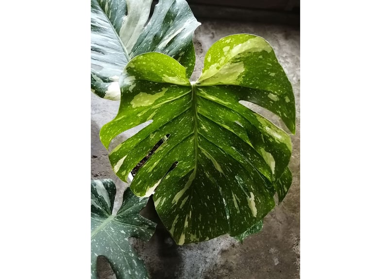 モンステラ デリシオーサ 8号 幹立ち 120cm 【公式通販】