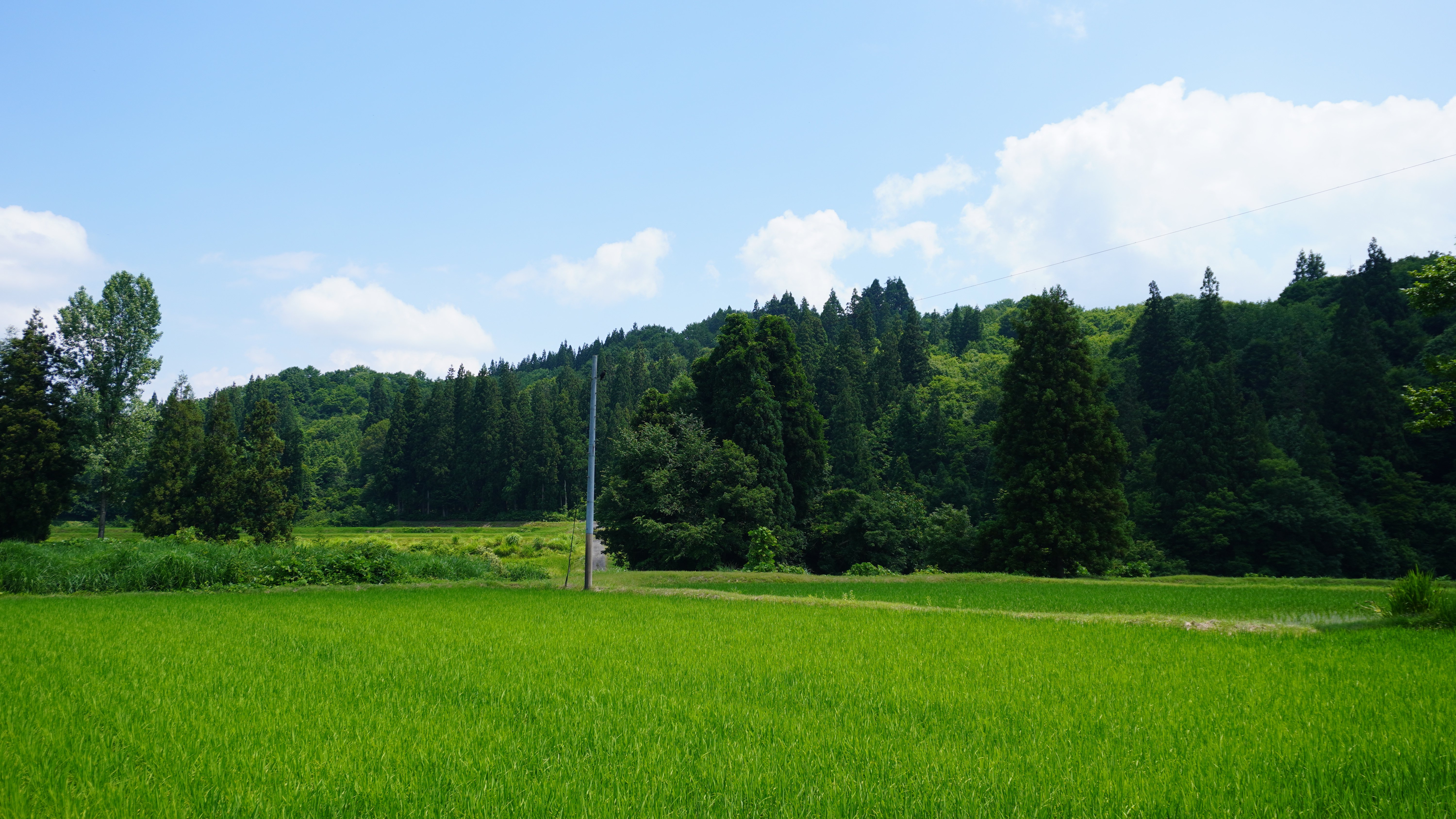 【新米予約】8月1日（土）開始