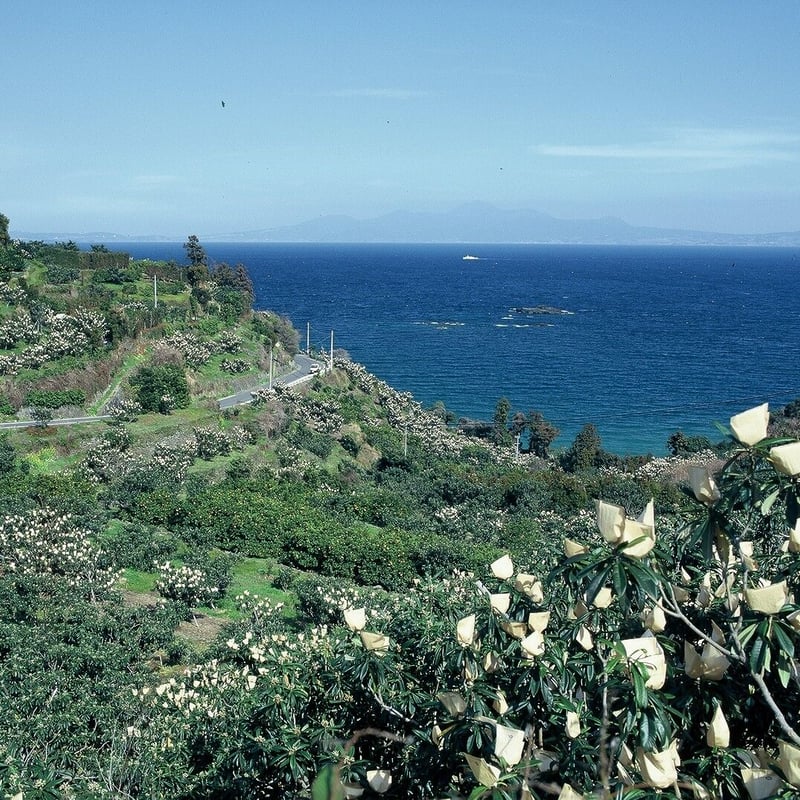 なつたより3Lサイズ4パック入（1パック4個入✖4）約1㎏ | 長崎お