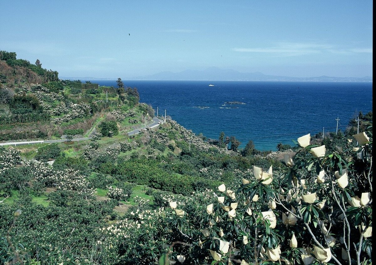 最高級長崎特選茂木びわ3L〜4L大玉15粒 御祝 お見舞 御供