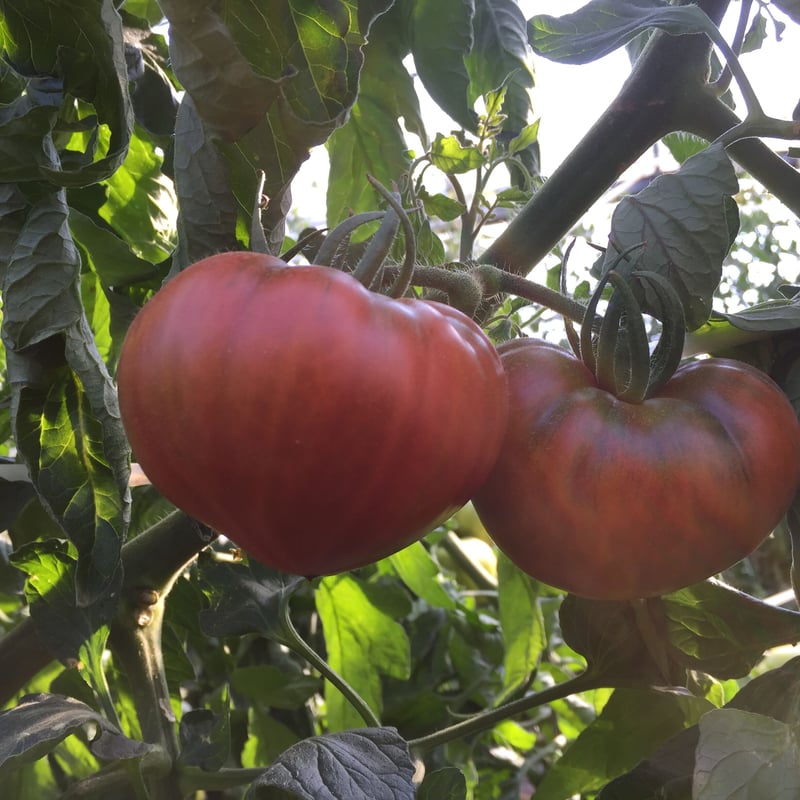 とまと 沼田町完熟トマトケチャップ320g×6本（北のほたる）【沼田町 コーミ北