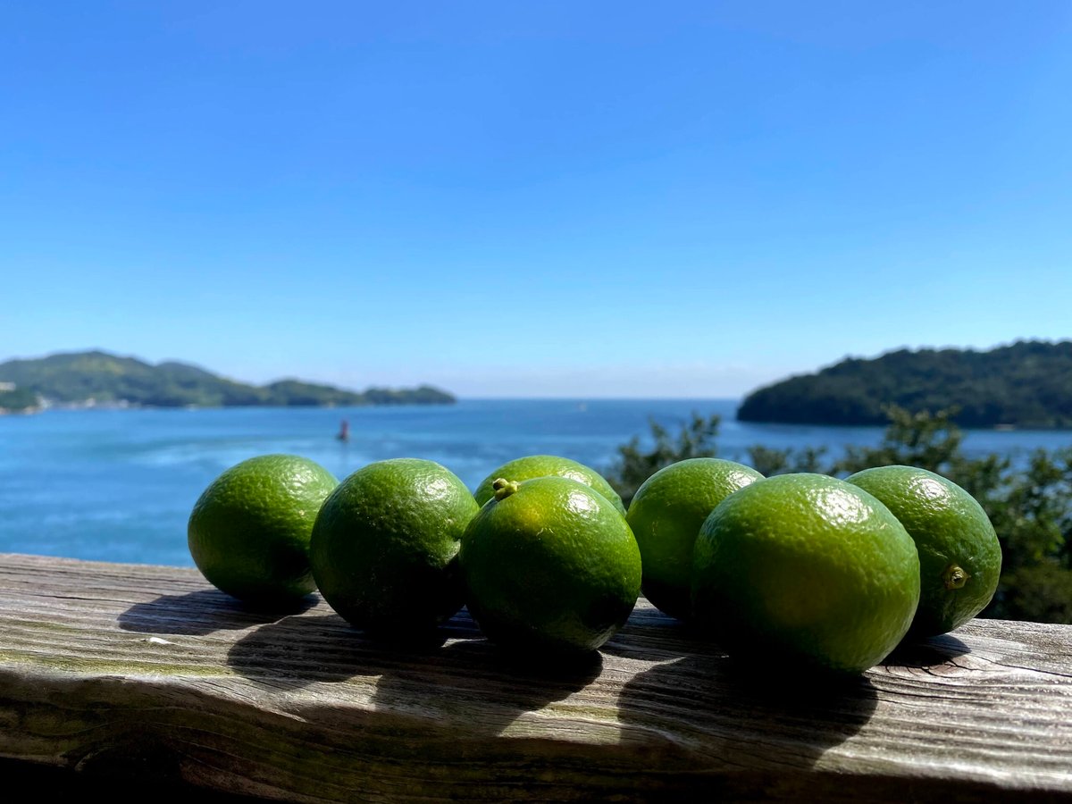 和歌山県有田産》🍈【タヒチライム】🍈 1．2kg 香り・果汁抜群