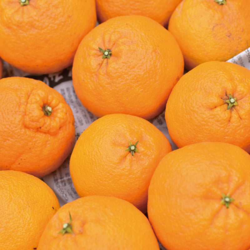 和歌山県有田産 デコポン（不知火）5kg | いち松農園