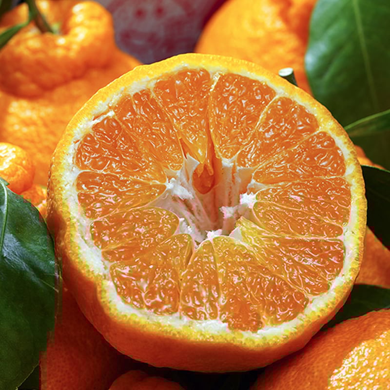 和歌山県有田産 デコポン（不知火）5kg | いち松農園