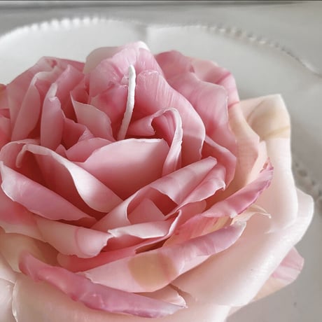 ロサケンティフォリアキャンドル（rosa centifolia）