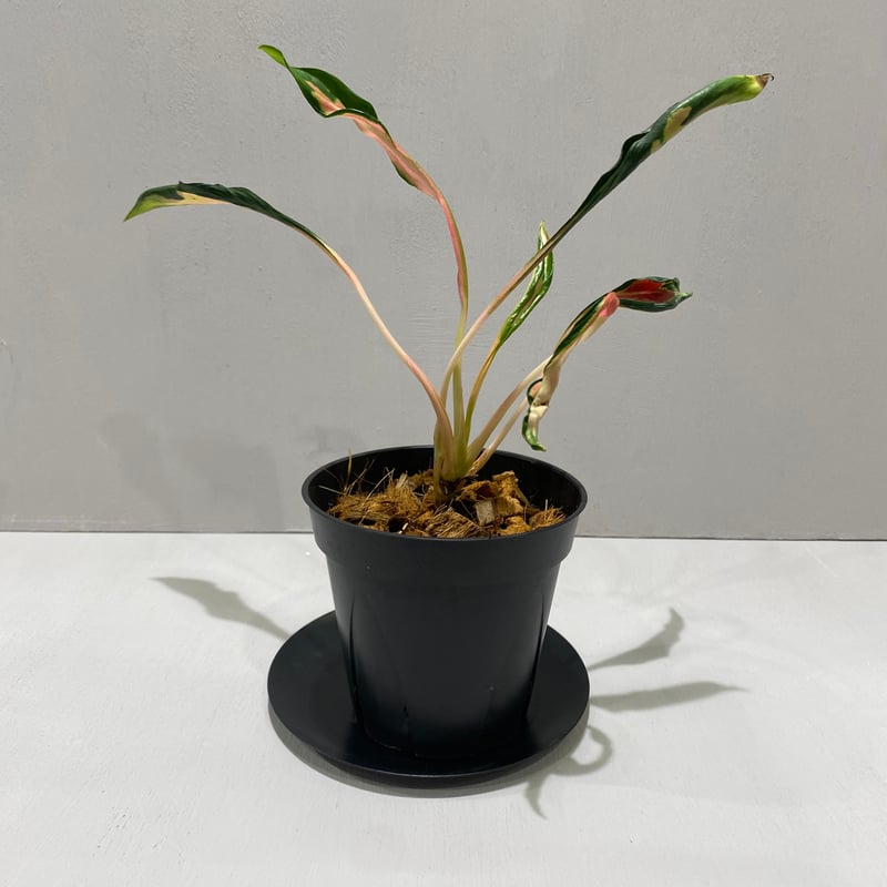 アグラオネマ メデューサ Aglaonema Medusa | BHMS GARDEN STORE