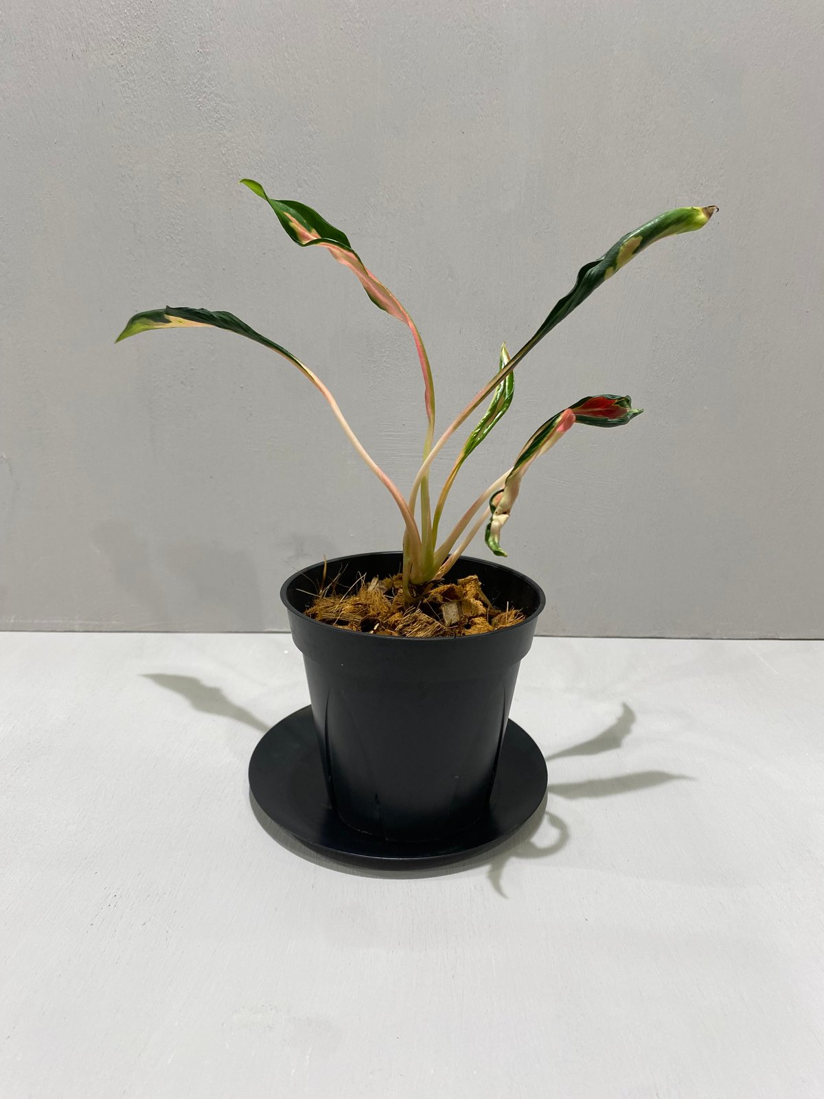 アグラオネマ メデューサ Aglaonema Medusa | BHMS GARDEN STORE