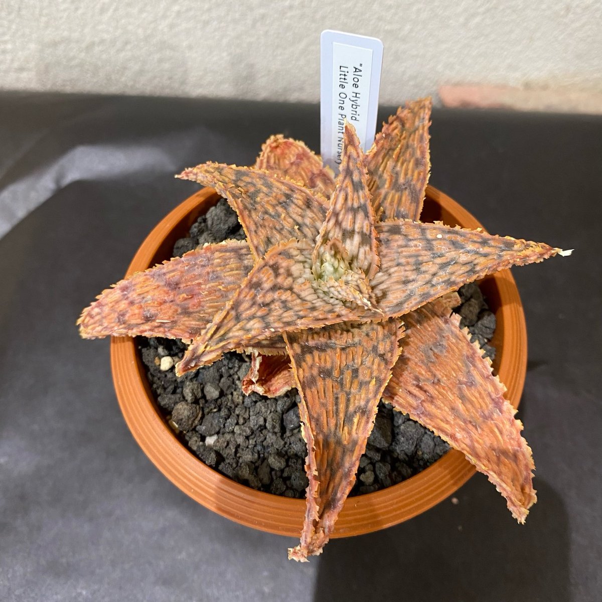 アロエ ハイブリッド ラヴァ TCT株 Aloe 'lava'③ アロエ