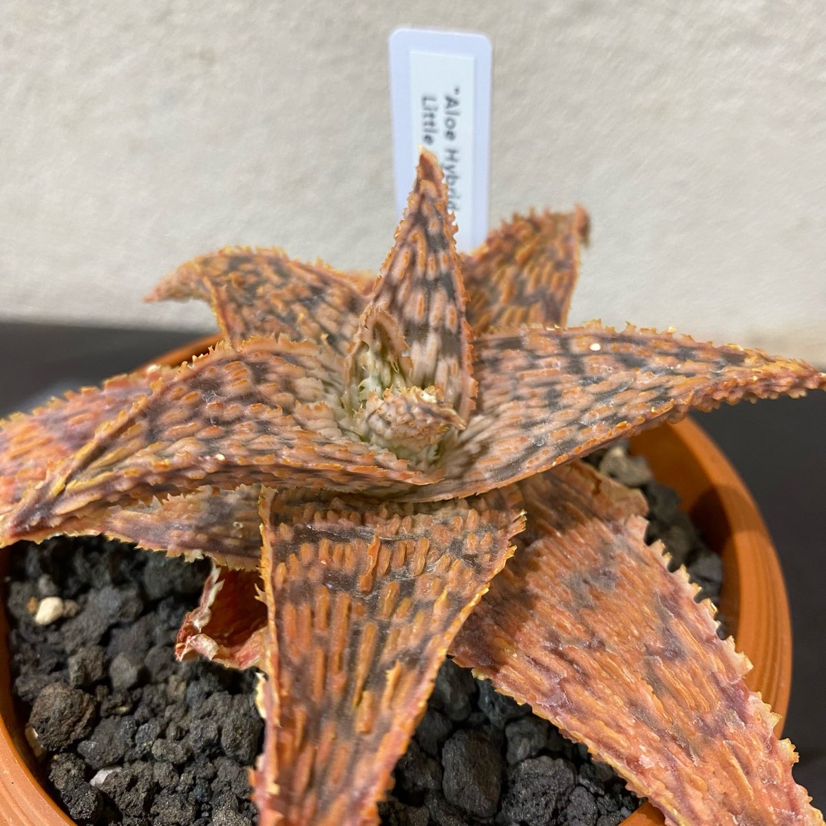 アロエ ハイブリッド aloe hybrid S1338 アロエ ハイブリッド アロエ ハイブリッド aloe hybrid S1338 アロエ ハイブリッド