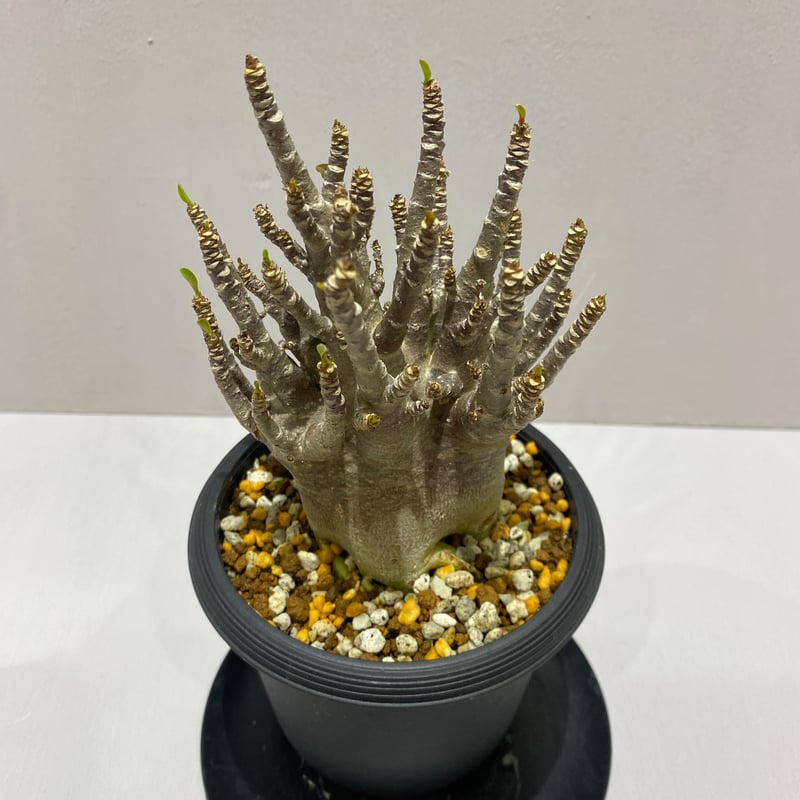 Adenium arabicum Black Skin/ アデニウム アラビカム ブラックスキ