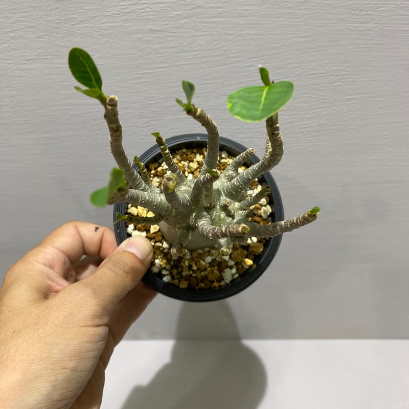Adenium arabicum / アデニウム アラビカム | BHMS GARDEN STORE