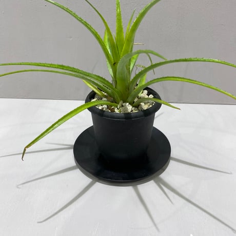 aechmea | STORES