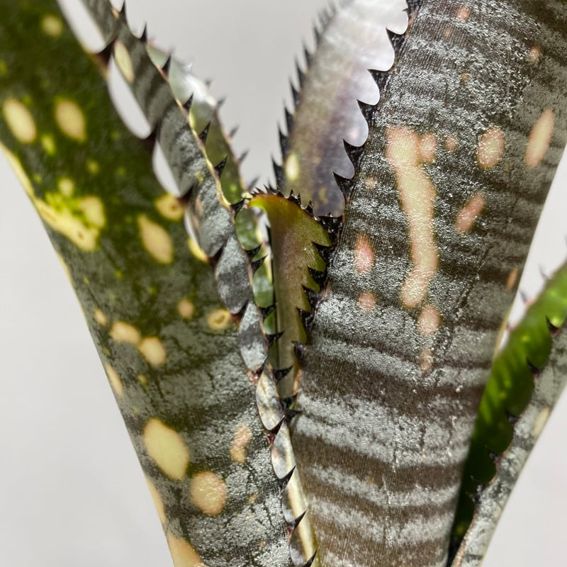 Billbergia Toneprai Ocelot /ビルベルギア トンプライ オセロット