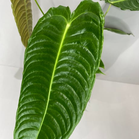 anthurium | STORES