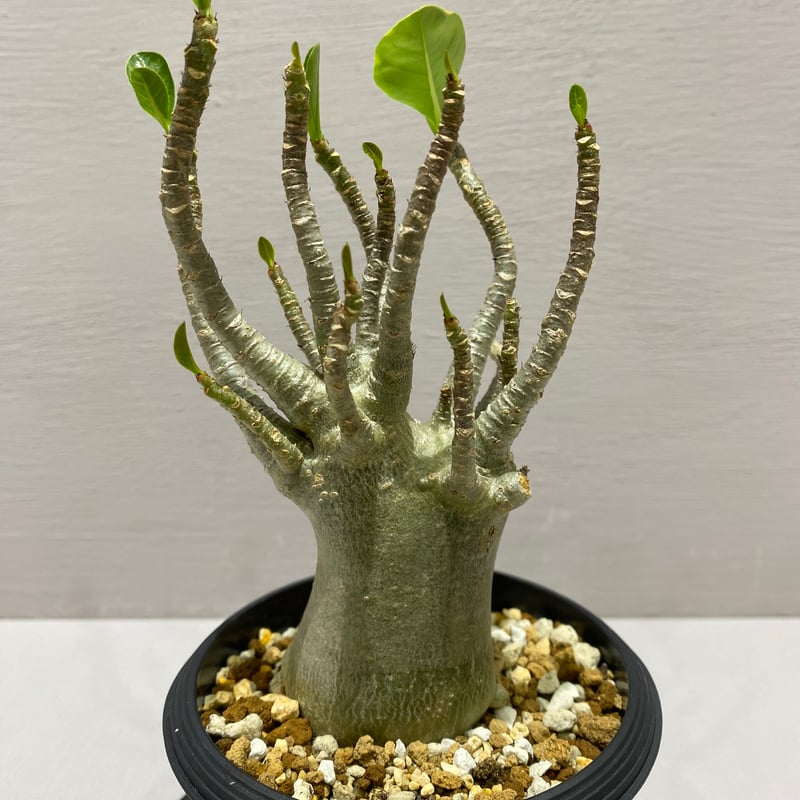 アデニウム アラビカム Adenium arabicum / アデニウム アラビカム | BHMS GARDEN STORE
