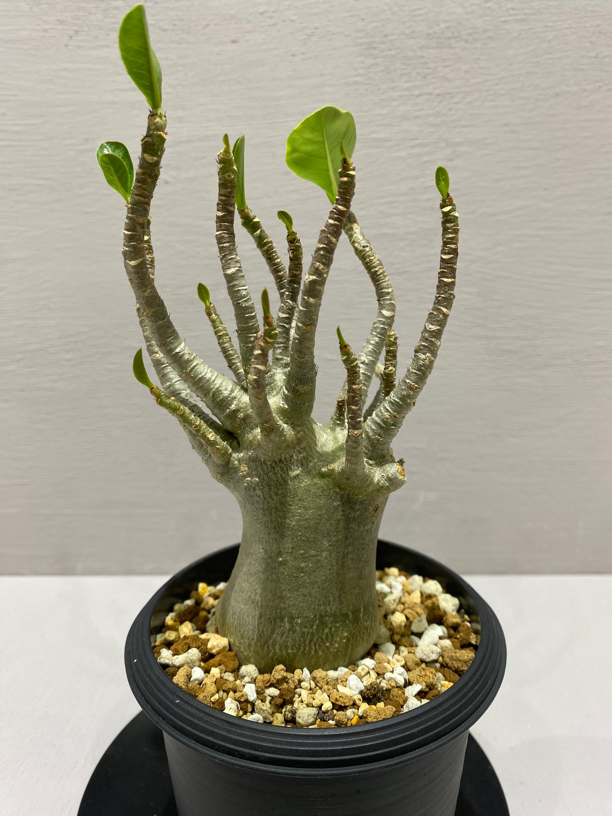 Adenium arabicum / アデニウム アラビカム | BHMS GARDEN STORE
