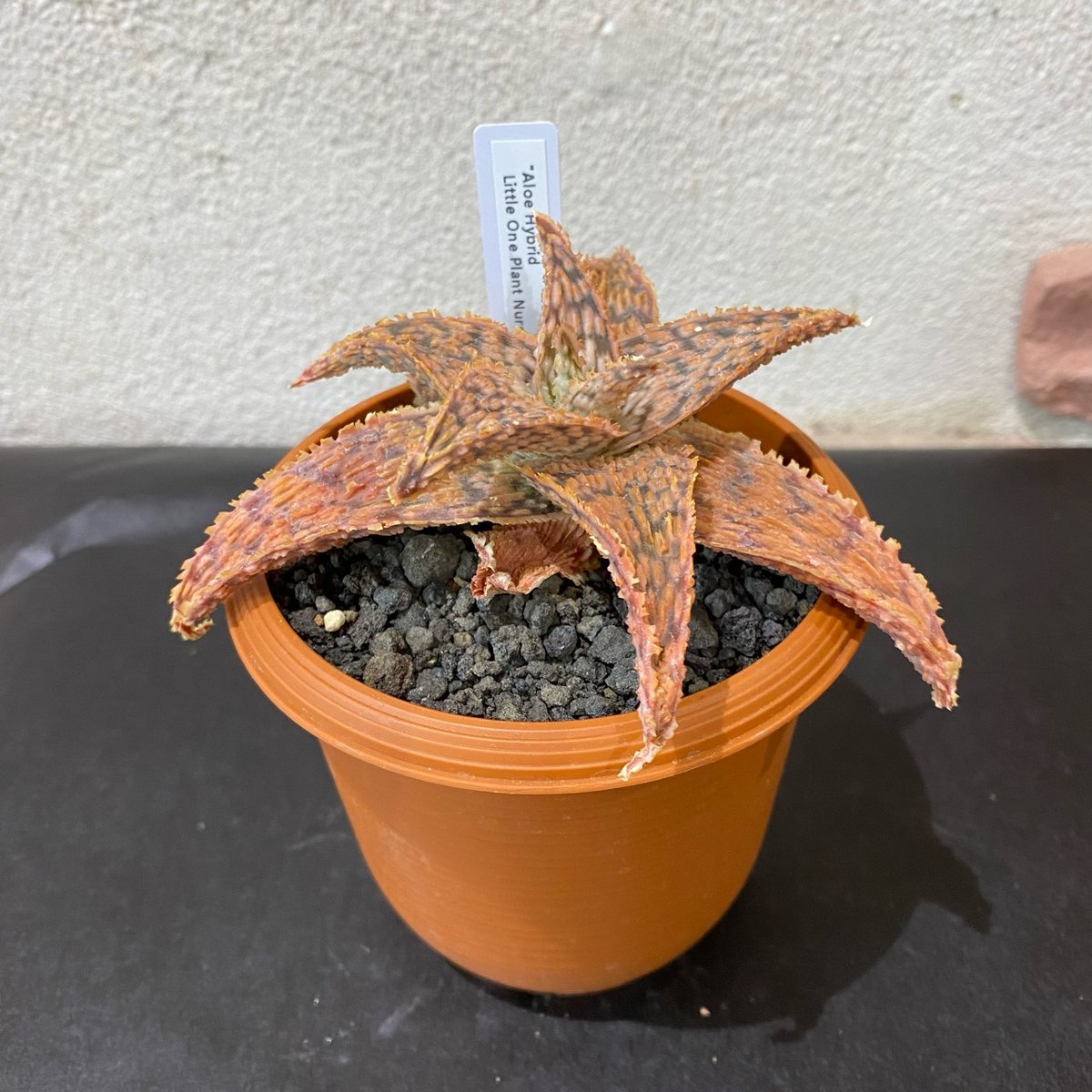 アロエ ハイブリッド aloe hybrid アロエ ハイブリッド 3.5号 ⑤