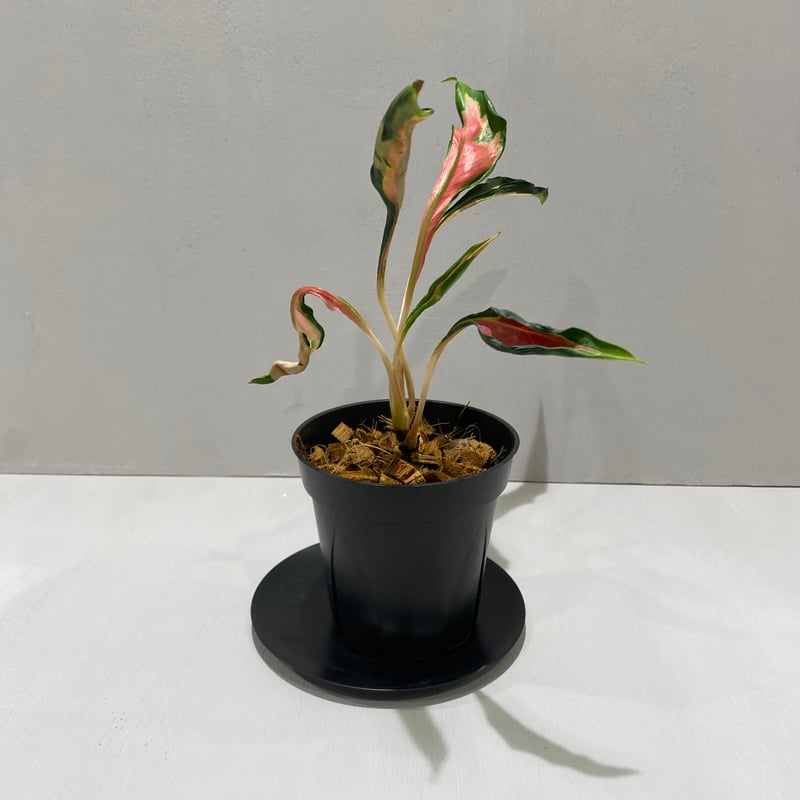 アグラオネマ メデューサ Aglaonema Medusa | BHMS GARDEN STORE