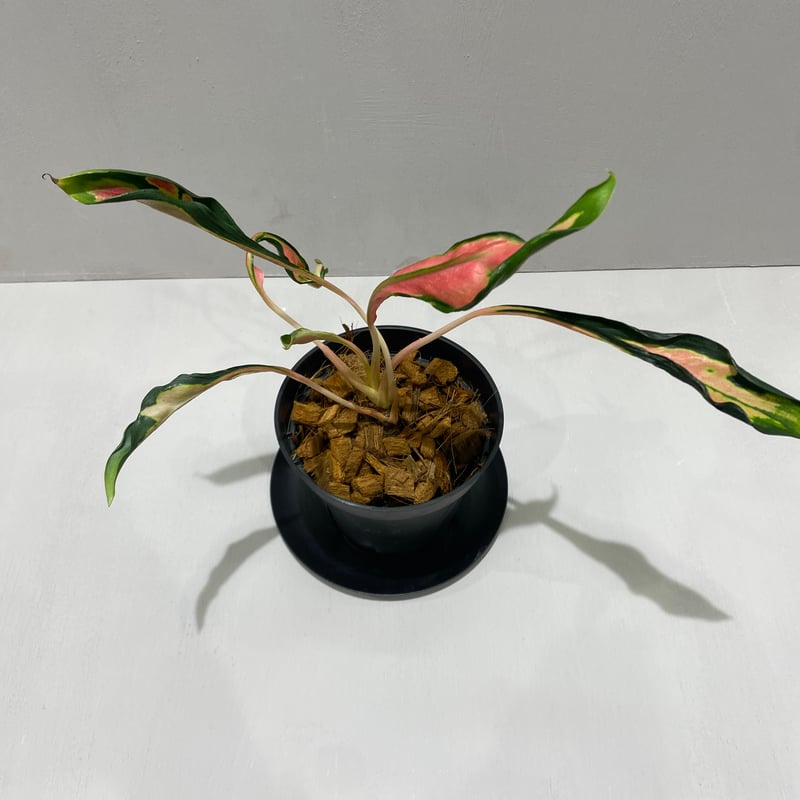 Aglaonema Medusa アグラオネマ メデューサ 観葉植物 アグラオネマ メデューサ Aglaonema Medusa | BHMS GARDEN STORE