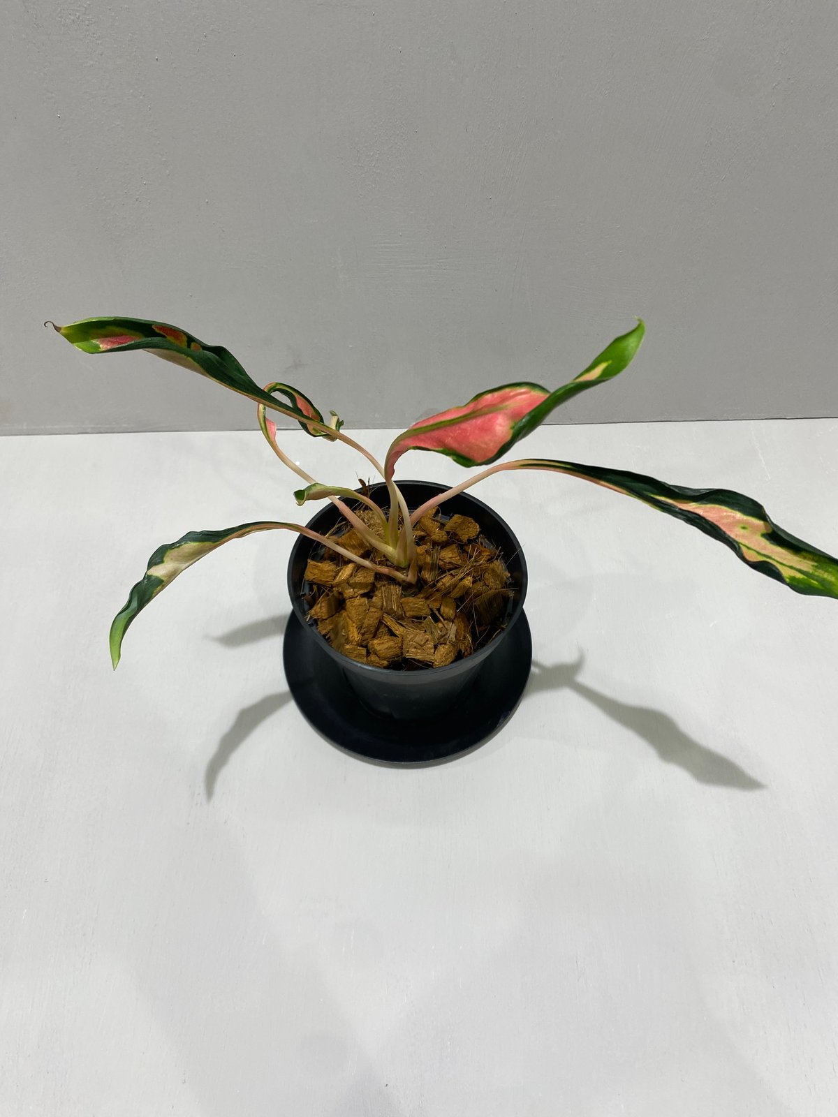＊アグラオネマ　メデューサ　4号＊ アグラオネマ メデューサ Aglaonema Medusa | BHMS GARDEN STORE